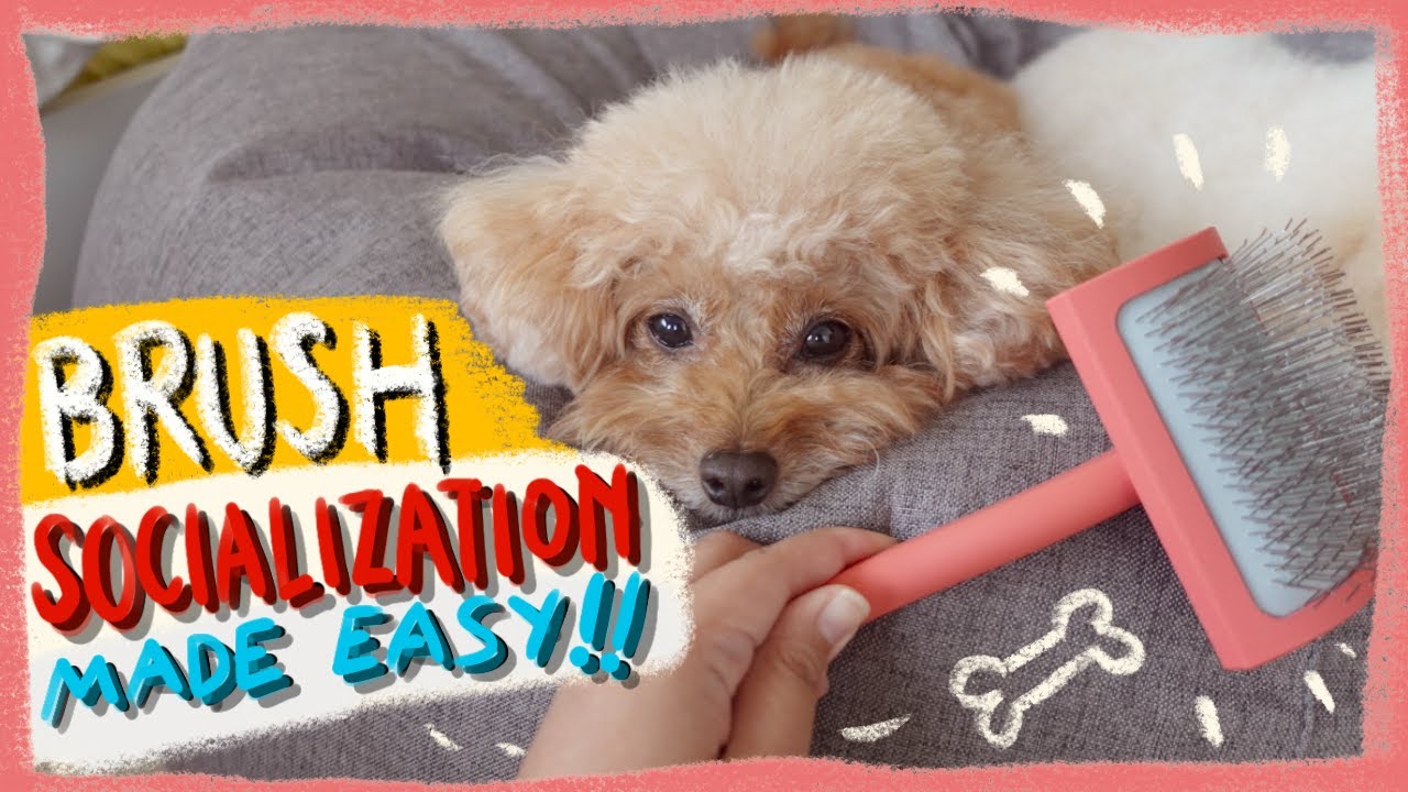 How To Detangle Matted Poodle Hair