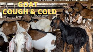 COUGH AND COLD IN GOATS
