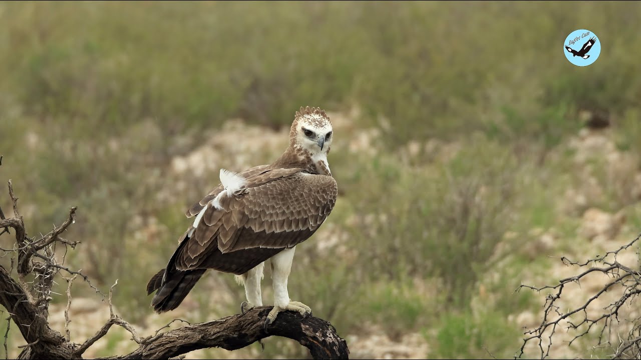 African wildlife March 20, 2025 イヌワシの生息地が失われない