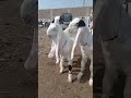 Eid ul adha animal 2021  cow tiktok  cow lover  qurbani eid janwar  whatsapp status  shorts