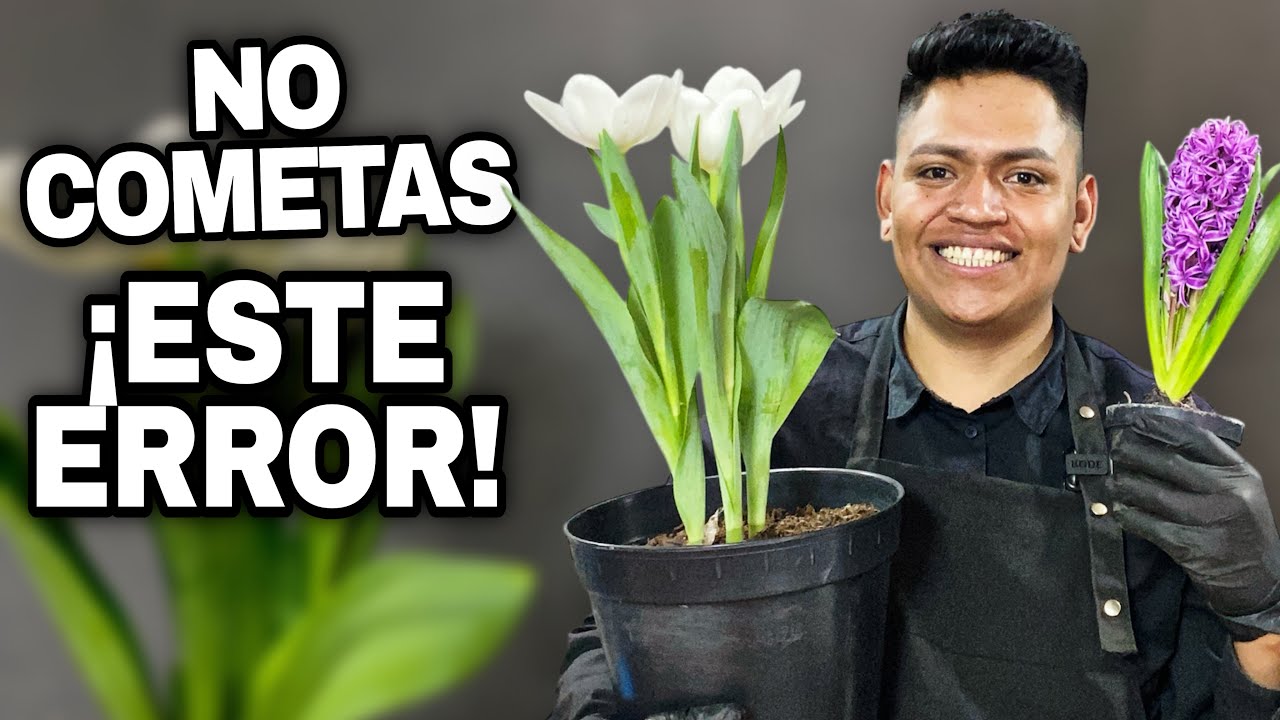 ¡NO COMETAS ESTE ERROR! Trasplante de TULIPANES y JACINTOS con Flor