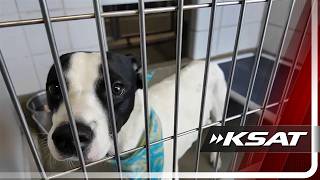 ACS says shelter over capacity with 550+ animals, urges community to adopt or foster