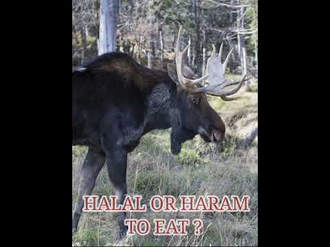 Elk Meat In Arabic