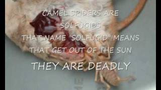 CAMEL SPIDER stories