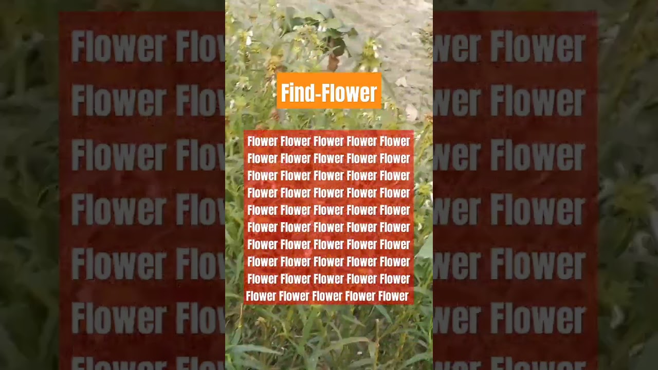 Find-Flower 