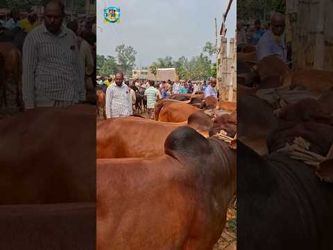 কত করে দাম চায়??