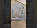 تغريد ياسمين موزمبيق  
