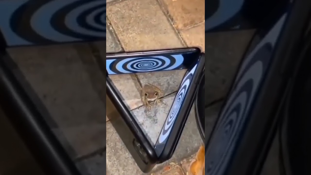what happens if you hypnotize a frog 