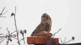 Asio Flammeus- Senné