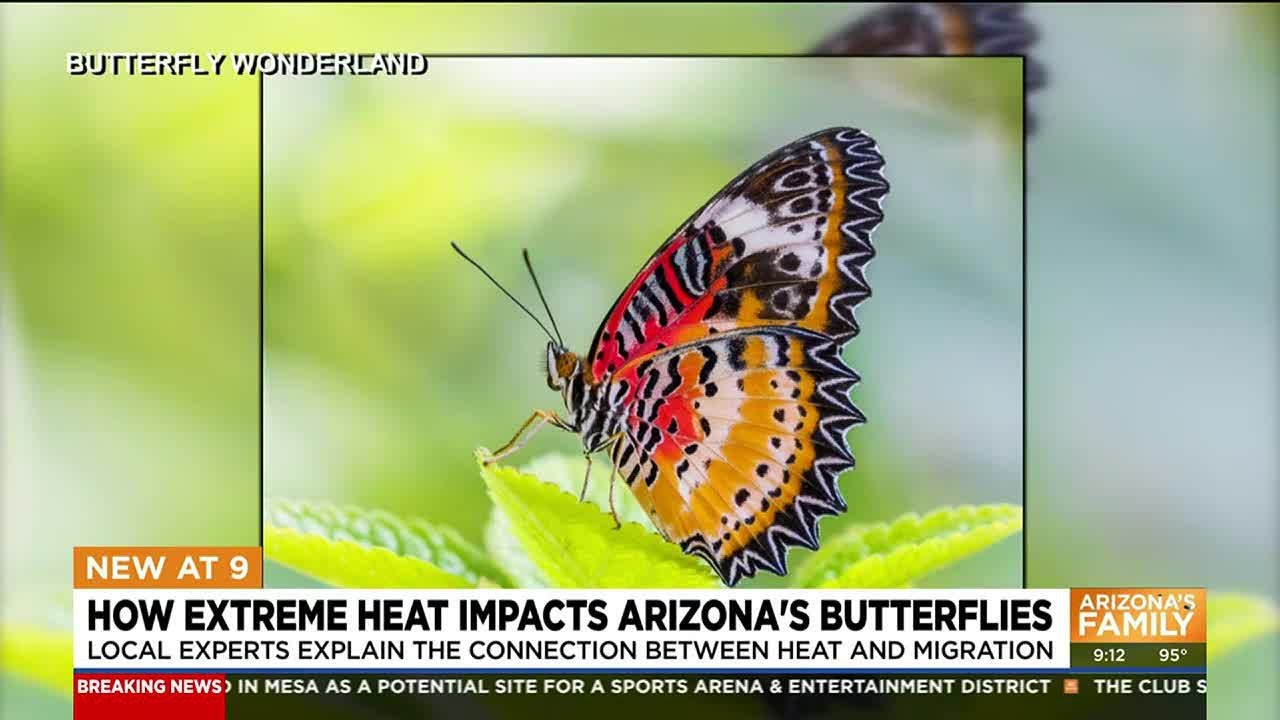 How extreme heat impacts Arizona butterflies