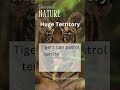 🐅 Huge Territory: The Tiger's Domain #TigerTerritory #WildNature #AnimalFacts #BigCats #Shorts