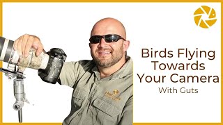 flying towards birds