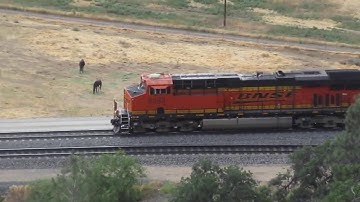 Tehachapi Loop BNSF container train 6-5-2020