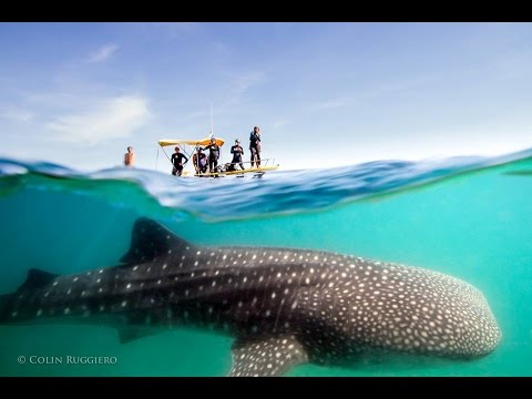 Making of a Whale Shark Split Shot 