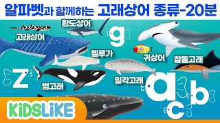 [한글버전]알파벳과 함께하는 상어 고래 종류-20분