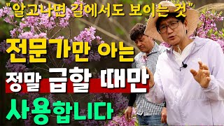 전문가만 아는, 정말 급할 때만 사용하는 약초입니다