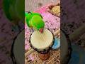 Parrot Talking Video #shortvideo #ytshorts #shorts