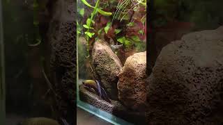 Как ночью спит петушок 🤗🐠  , мой аквариум ночью #аквариум #петушок