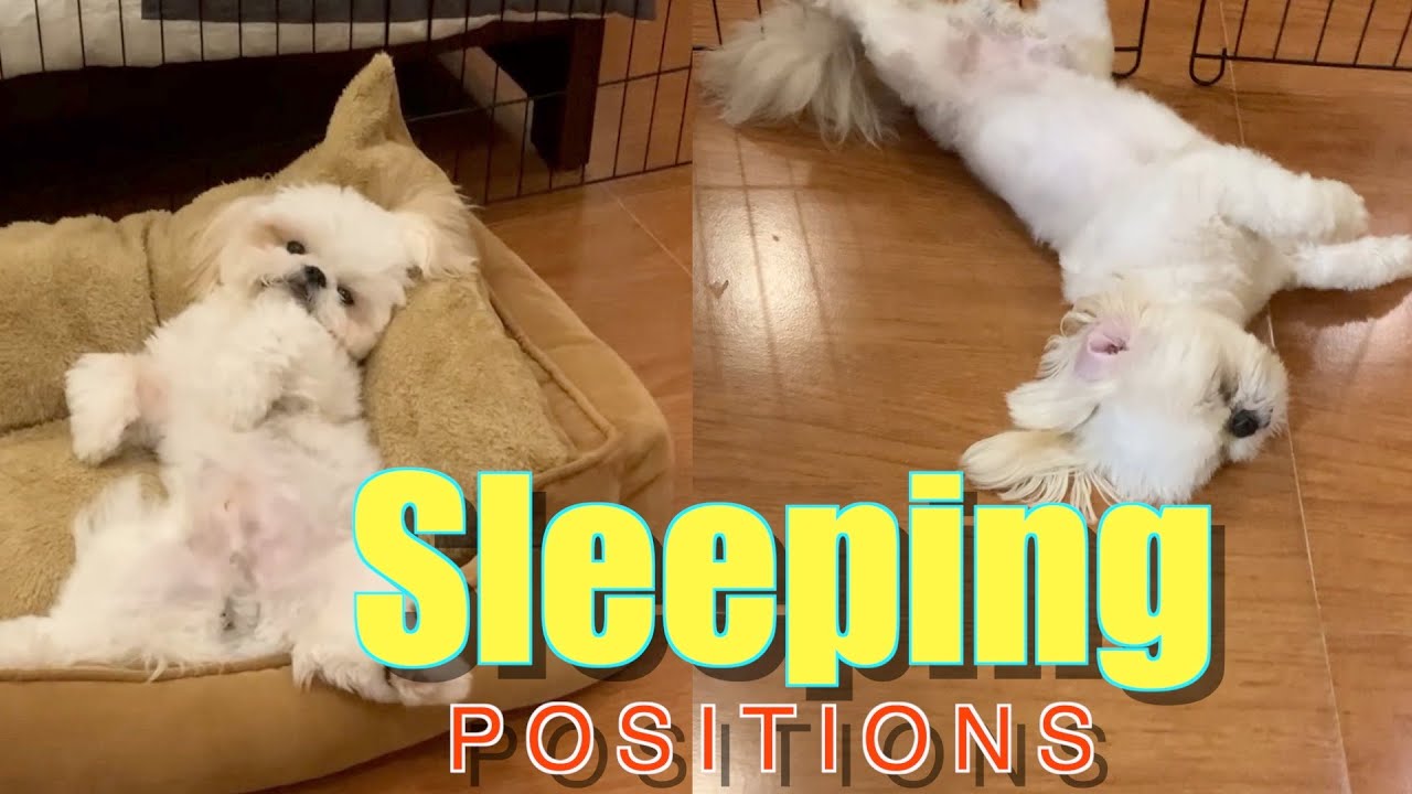 My Shih Tzu Dog'S Top 10 Sleeping Positions