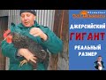 Джерсийский гигант: реальный размер. "Мое Подворье"