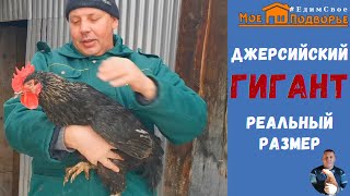 Джерсийский гигант: реальный размер. 