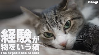 経験が物をいう猫