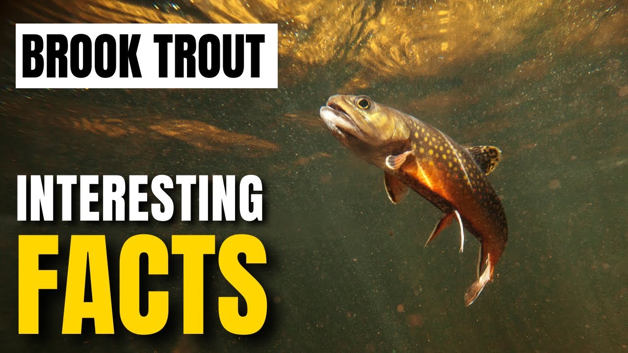 Amazing facts of Brook Trout Interesting Facts The Beast World