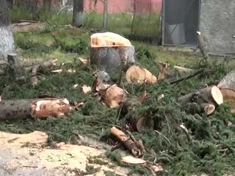 ხეების  ჭრა ქალაქ ლაგოდეხის ცენტრში 28.07.2016