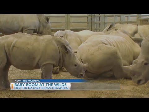 Columbus Wilds has rhino baby boom