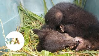 Black Bear Cubs Rescued in Remote Laos | Radio Free Asia (RFA)