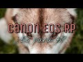 Canon EOS RP por qué SÍ MERECE la PENA - (Review en español foto y vídeo)