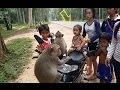 Monkey eating lotus fruit, Monkey playing with man, man give lotus fruit...