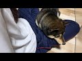 【豆柴】妹に顎乗せして甘える柴犬が可愛すぎる【天使】The Shiba Inu who wants to be near her sister is cute