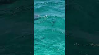Loggerhead Turtle spotted after snorkeling in Hol Chan, San Pedro, Belize