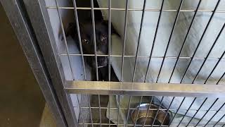 acs A674024