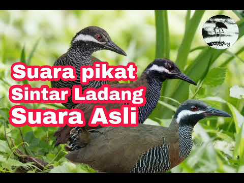 Suara asli burung sintar ladang cocok untuk suara pikat