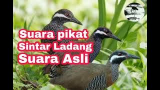 Suara asli burung sintar ladang cocok untuk suara pikat