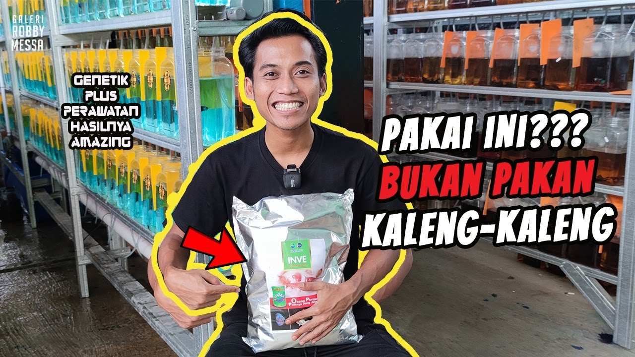 BONGKAR RAHASIA PAKAN YANG BUAT IKAN CEPAT MUTASI DAN PENUH WARNA.......