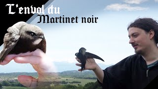 Sauvetage Danimaux, Martinet Noir