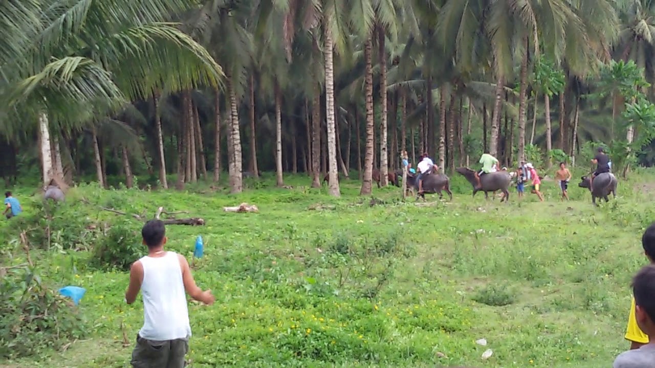 Carabao Racing - YouTube