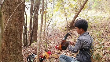 mu yos hav zoov dib qaib qu 22/3/2021