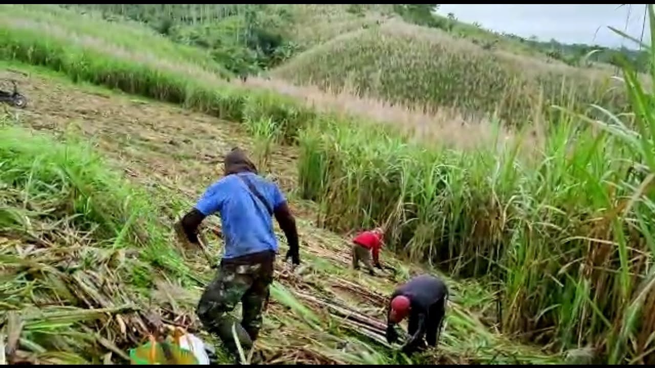 tebang tebu pasukan tebang tebunya lucu II jawa timur malang selatan