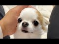チワワのティーナ　大好きなナデナデを途中でやめると「まだダメ～」と一生懸命アピールする姿にほっこり💖