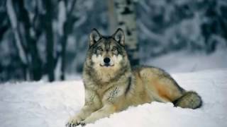 Wolf Slideshow