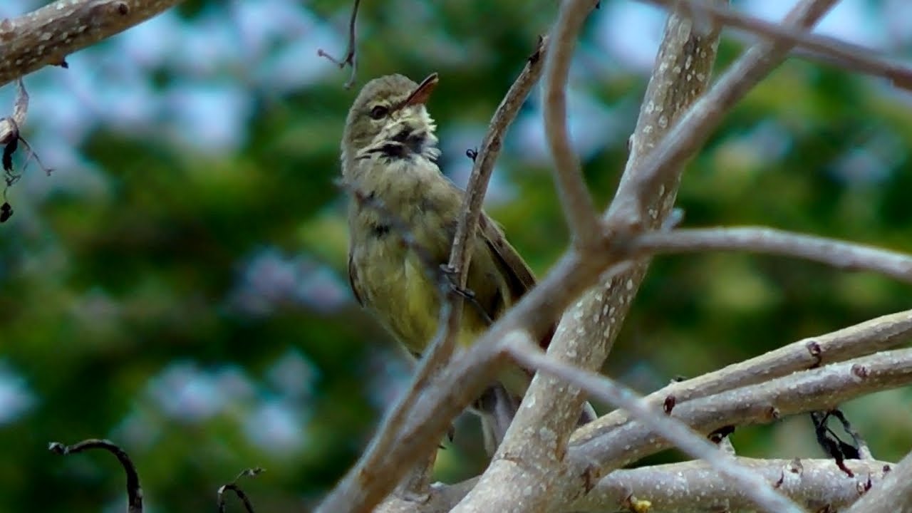Seychelles Brush Warbler, Seychelles 