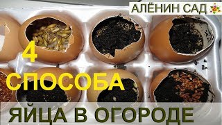 4 способа использования ЯИЧНОЙ СКОРЛУПЫ В ОГОРОДЕ И ДОМА