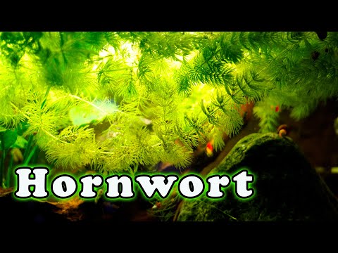 Wideo: Hornwort