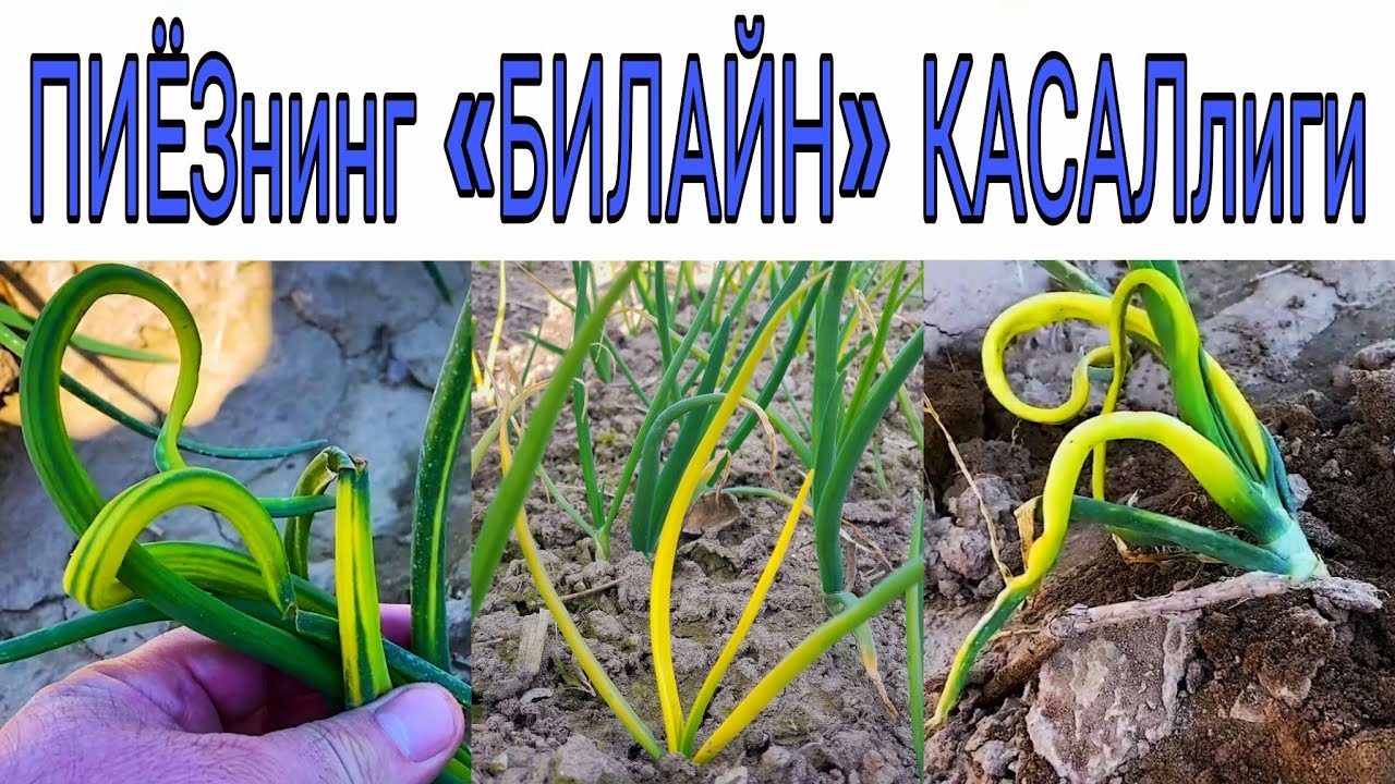 ПИЁЗ КАСАЛЛИКлари