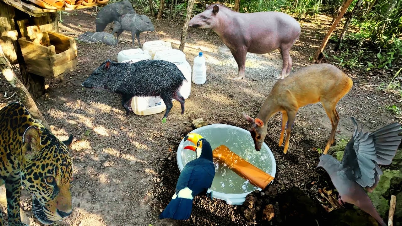 Resumo dos registros de animais silvestres em 2025 no bebedouro.