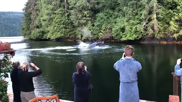 Humpbacks having breakfast at Great Bear Lodge
